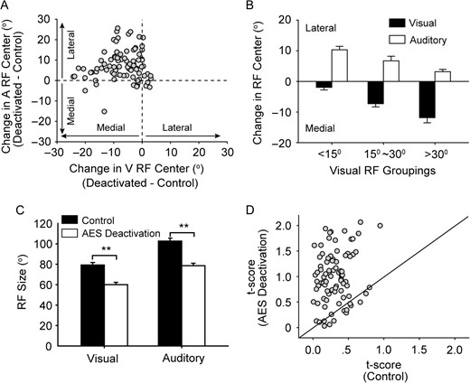 The effect of AES deactivation on SC RF alignment as a population. A: the change in visual (V) RF center was compared with the corresponding change in auditory (A) RF center. Note that visual RF center in most cases shifted toward the medial (nasal) side when AES was deactivated, and inversely, auditory RF center shifted toward the lateral side in most cases. Vertical and horizontal dash lines denote no visual and auditory RF center change, respectively. Bar graph B shows the mean spatial shift of RF center (deactivated versus activated) for neurons grouped by RF center location within the visual field; near central (<15°; Group 1), intermediate (15°–30°; Group 2); or more peripheral (>30°; Group 3). The error bars shown represent the standard error of the mean. Bar graph C summarizes the significant changes in horizontal RF size across the population, tested in both control (filled bar) and cortical deactivation (unfilled bar) conditions. In graph D, a comparison of t-scores is plotted between control and AES deactivation conditions.