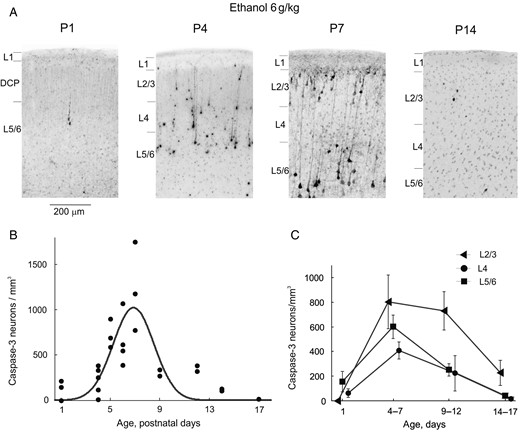 Age-dependence of ethanol-induced apoptosis in the somatosensory cortex of developing rats. (A) Histological sections from the S1 cortex of rats at different postnatal ages 8 h after treatment with ethanol (6 g/kg, 20% wv, i.p.). Sections have been stained with antibodies to activated caspase-3. (B,C) Age dependency of the total (B) and cross-layer (C) density of activated caspase-3 stained neurons in the S1 barrel cortex from the rats treated with ethanol (6 g/kg, 20% wv, i.p.). Each point on panel B corresponds to an individual animal (total, n = 32 P1–17 rats). The Gaussian fit reveals a peak of ethanol-induced apoptosis in the S1 rat cortex at around P7.