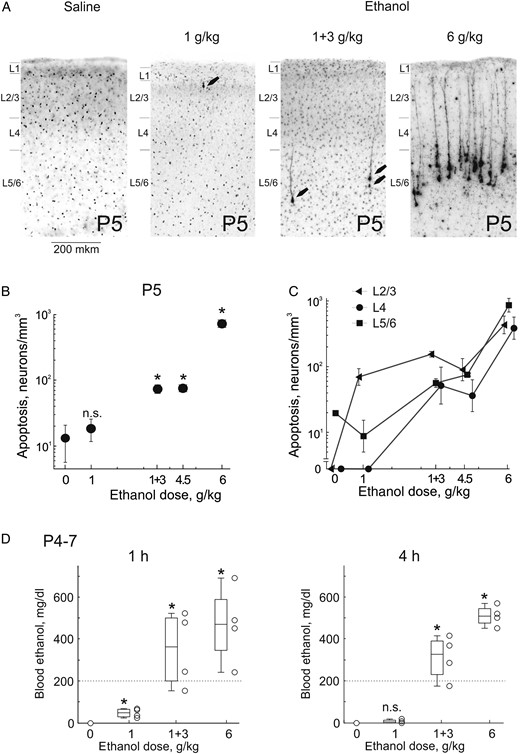 Dose-dependence of ethanol-induced apoptosis in the somatosensory S1 cortex of neonatal rats. (A) Histological sections from S1 cortex of P5 rats 8 h after treatment with ethanol at different dosage regimens (normal saline, 1 g/kg, 1 and 3 g/kg with a 1 h interval, and 6 g/kg, 20% wv, i.p.). Sections have been stained with antibodies to activated caspase-3. At doses of 1 g/kg and 1 + 3 g/kg, apoptotic neurons are marked by arrows. (B,C) Dependence of the total (B) and cross-layer (C) density of caspase-3 stained neurons on the ethanol dose. Note a logarithmic scale for the caspase-3 stained neuronal density. Pooled data from n = 15 P5 rats. (D) Ethanol blood levels one and 4 h after administration of ethanol at different doses. Each point corresponds to an individual animal. Horizontal bars show median values and boxes indicate 25–75 percentile range. Pooled data obtained from n = 16 P4–7 rats.