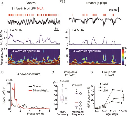 Effects of ethanol on spontaneous activity in the primary somatosensory cortex of a P23 rat. (A) Example traces of spontaneous electrical activity in L4 of the forelimb representation in the S1 cortex of a P23 rat (LFP-black traces; MUA-red bars above) in control conditions and 10 min after intraperitoneal injection of 20% ethanol at 6 g/kg. Below are shown corresponding wavelet spectrograms and MUA frequency plots. Note that ethanol slows down ongoing LFP activity and reduces MUA. (B) The parts of recordings outlined by gray boxes on panel (A) are shown on expanded time scale. (C) Group data on the effects of ethanol (6 g/kg, i.p.) on S1 MUA and limb movement frequency in 5 P13–23 rats. (D) Age-dependence in the effects of ethanol (6 g/kg, 20% wv, i.p.) on MUA frequency across layers.