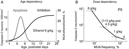 Summary of the age and dose dependency of the ethanol-induced neuroapoptosis and inhibition of S1 cortical activity in developing rats. (A) Developmental profiles of the ethanol-induced neuroapoptosis (Gaussian fit from the Fig. 3B) and inhibitory effects of ethanol on neuronal firing expressed as a Boltzman fit of the age-dependence of MUA inhibition in the developing rat S1 cortex. Note that ethanol almost completely suppresses neuronal activity during the first postnatal week, when the neuroapoptotic actions of ethanol attain maximal values. However, neurotoxic actions of ethanol only occur within a critical developmental window and inhibition per se is not sufficient to trigger massive apoptosis at P1–2, where the inhibition of cortical activity is most robust. (B) The correlation between the ethanol-induced apoptosis and suppression of S1 activity (MUA frequency after ethanol administration normalized to control values) at different doses of ethanol. Note high correlation levels between the dose-dependent ethanol-induced cortical inhibition and apoptosis.