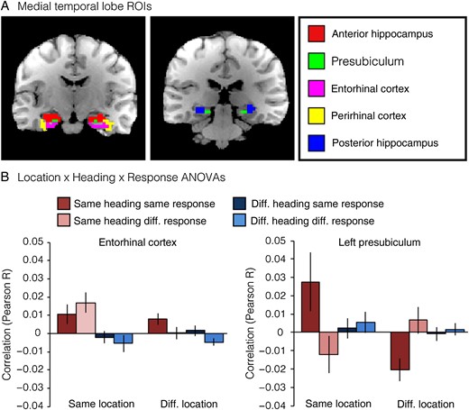 Multivoxel pattern correlations in medial temporal lobe ROIs. (A) Example ROIs from one subject. (B) Multivoxel pattern correlations for medial temporal lobe ROIs. Entorhinal cortex exhibited a significant main effect of Heading and a marginal interaction effect between Location and Heading. Left presubiculum exhibited a significant interaction between Location and Response. Effects in other MTL regions were not significant (see Supplementary Fig. 2).