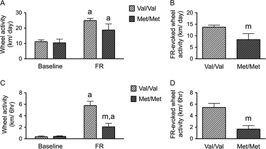BDNFMet/Met mice show reduced vulnerability to ABA during adolescence. (A) Average wheel running activities of BDNFMet/Met mice (Met/Met) and WT (BDNFVal/Val) littermates (Val/Val) under ABA. Both BDNFMet/Met and WT mice increased wheel running significantly after FR. (B) The difference of wheel running activity between baseline and during FR (FR-elicited wheel running activity) was decreased in BDNFMet/Met mice compared with WT littermates. (C) Both BDNFMet/Met and WT mice increased running during the 6-h preceding feeding (food anticipatory activity, FAA) significantly after FR. BDNFMet/Met mice expressed lower FAA, compared with WT littermates but no difference in baseline running activity. (D) The difference of FAA between baseline and during FR (FR-elicited wheel running activity during FAA) was decreased in the BDNFMet/Met group, compared with the WT littermate group. Bar graphs represent means ± SEM. In Panels A and C, “a” indicates statistically significant effects of ABA, compared with baseline, as assessed by repeated measure ANOVA, followed by Bonferroni's test (n = 8 for WT, and 6 for BDNFMet/Met). In Panels B and D, “m” indicates a statistically significant genotype effect, by comparing to the values of WT littermates by student-t test. In Panel C, “m” indicates statistically significant genotype effect, by comparison to the WT littermates, as assessed by repeated measure ANOVA, followed by Bonferroni's test.