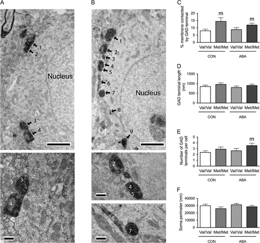 Electron microscopic identification of GAD-immunoreactive axon terminals contacting cell bodies of pyramidal cells in the prelimbic cortex of WT (A) and BDNFMet/Met (B) brains. In both top panels A and B, arrows point to portions of the plasma membrane contacted by GAD-immunoreactive axon terminals. Calibration bars = 2 μm for both panels. Bottom panel of A shows contacts 3 and 4 of the cell in top panel A at a higher magnification of ×25 000 to reveal synaptic specialization. Bottom panels of B shows contacts 2–7 of the cell in top panel B at a higher magnification of ×25 000 to reveal synaptic specialization. Calibration bars = 500 nm. (C) Comparison of the somatic profiles revealed that  greater proportions of the plasma membrane of BDNFMet/Met cells are contacted by GAD-immunoreactive axon terminals under both control and ABA conditions. (D) No significant difference was found in contact length of the GAD-immunoreactive axon terminals under both control and ABA conditions in BDNFMet/Met cells. (E) BDNFMet/Met cells showed increased number of GAD terminals contacting the cell bodies under ABA conditions. (F) No significant difference was found in sampled perimeters of the cell bodies among groups. Bar graphs represent means ± SEM. “m” indicates statistically significant genotype effect, based on comparison to WT littermates under the same rearing condition (CON or ABA) by the Mann–Whitney U-test.