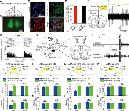 Optogenetic inhibition of the mPFC during trace interval impairs the TEC retrieval. (A) Rats were injected with pAAV 2/9-CaMKIIα-eNpHR3.0-EYFP or pAAV 2/9-CaMKIIα-EYFP targeting the bilateral caudal mPFC. (B) Example of eNpHR3.0-EYFP expression in the bilateral caudal mPFC. (C) Representative images showing cell-specific eNpHR3.0-EYFP expression (green) in pyramidal neurons (red) in mPFC. (D) Statistics of expression in pyramidal neurons (428 cells, from 4 rats). (E) Schematic of in vivo optogenetic inhibition and recording in the right caudal mPFC. (F,G) Continuous 590-nm LED illumination (250 ms, 15 mW/mm2) of the mPFC expressing eNpHR3.0-EYFP in anesthetized rats inhibited neuronal firing in a temporally precise, stable, and reversible manner. (H) Behavioral diagram. For TEC training, a 500-ms, 2-kHz, 85-dB pure tone were presented as a conditioned stimuli (CS), and 4 electrodes were implanted in the upper left eyelid, 2 for electrical stimulation as a unconditioned stimuli (US) and the other 2 for recording the EMG activity of the orbicularis oculi (OO) muscle. For optogenetic inhibition of the bilateral caudal mPFC, 2 fiber-optic cannulae were implanted with an angle of 15°. (I) Upper panel: The conditioning paradigm illustrating the timing of the CS and the US. Middle and lower panels: Representative OO EMG before and after learning. (J–Q) Top: Training and illumination phase protocol. Bottom: Effects of the caudal mPFC optogenetic inhibition during the whole trial (J,K), CS (L,M), trace interval (N,O), or ITI (P,Q) period on CR% and CR peak amplitude of TEC retrieval (N.S., not significant, *P < 0.05, ***P < 0.001; 2-tailed unpaired Student’s t-test). Data are represented as mean ± s.e.m.