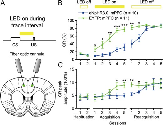Optogenetic inhibition of the mPFC during trace interval also impairs the TEC acquisition. (E) Scheme for optical fiber implant site and 590-nm LED illumination pattern to bilateral caudal mPFC during trace interval period. (B,C) Effects of optogenetic inhibition of the caudal mPFC during the trace interval period on CR% and CR peak amplitude of TEC acquisition (*P < 0.05, **P < 0.05,***P < 0.001; 2-way ANOVA with repeated measures followed by Tukey post hoc test). Data are represented as mean ± s.e.m.