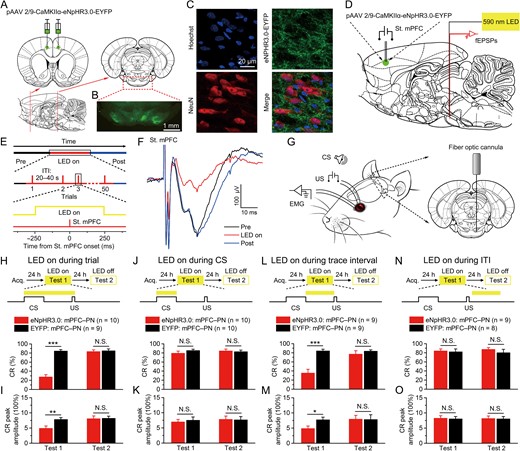 Optogenetic inhibition of the mPFC axon terminals in the right PN during trace interval impairs the TEC retrieval. (A) Rats were bilaterally injected with pAAV 2/9-CaMKIIα-eNpHR3.0-EYFP or pAAV 2/9-CaMKIIα-EYFP into the caudal mPFC. (B) Example of robust eNpHR3.0-EYFP expression in the axon terminals of caudal mPFC in the PN. (C) Representative images showing images of eNpHR3.0-EYFP-positive axons (green) innervating target neurons in the PN (NeuN, red). (D–F) Schematic depicting a concentric stimulating electrode and an optrode implanted in vivo for stimulating neurons in the right caudal mPFC, optogenetic inhibition of caudal mPFC axon terminals in the right PN, and for recording in fEPSPs in the right PN, respectively (D). Time line for examination of the effect of optogenetic inhibition on fEPSPs. Top: The full experiment was divided into 3 epochs, i.e., pre LED on epoch, LED on epoch, and post LED on epoch. Middle: Each epoch consisted of 50 trials, separated by a variable interval of 20–40 s. Bottom: Only during LED on epoch, the continuous 590-nm illumination (25 mW/mm2) was delivered 250 ms before electrical stimulation of the right caudal mPFC and lasted 500 ms (E). The slope of the fEPSPs evoked at the right caudal mPFC was significantly decreased by optogenetic illumination of the caudal mPFC axon terminals in the right PN (F). (G) Behavioral diagram. For optogenetic inhibition of the caudal mPFC axon terminals in the right PN, a fiber-optic cannula was lowered to 0.3 mm over the right PN. (H–O) Top: Training and illumination phase protocol. Bottom: Effects of optogenetic inhibition of caudal mPFC axon terminals in the right PN during the whole trial (H,I), CS (J,K), trace interval (L,M), or ITI (N,O) period on CR% and CR peak amplitude of TEC retrieval (N.S., not significant, *P < 0.05, **P < 0.01, ***P < 0.001; 2-tailed unpaired Student’s t-test). Data are represented as mean ± s.e.m.
