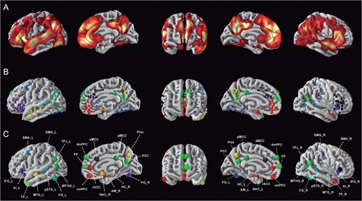 Constructing a quantitative social brain atlas. (A) Probabilistic map of social-affective processing in humans derived from significant convergence foci of previously published neuroimaging meta-analyses (Table 1). (B) Individual locations of significant meta-analytic convergence foci from the previously published meta-analyses. They were color-assigned according to anatomical candidate zones (cf. Methods). (C) Thirty-six consensus seed regions defining the social brain were computed by averaging the locations of all significant foci assigned to a same anatomical term (Table 2). These 36 seeds provided the basis for all presented connectivity analyses. Seeds were surface-rendered for display using PySurfer (http://pysurfer.github.io/). All maps of the social brain atlas are available for display, download, and reuse at the data-sharing platforms ANIMA (http://anima.fz-juelich.de/) or NeuroVault (http://neurovault.org/collections/2462/).