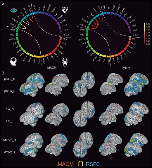 Connectivity of the visual-sensory subnetwork. (A) The circle plots visualize the “congruency” in the connectivity patterns of each pair of seeds across diverse experimental tasks (MACM; “left circle”) and fluctuations across time (RSFC; “right circle”). It shows the intranetwork characterization comparing to what extend seeds are identically connected within the social brain. (B) The task-dependent (“orange”) and task-free (“blue”) connectivity maps of each seed as well as their spatial overlap (“yellow”) are displayed separately on the left, left-midline, superior, right-midline, and right surface views of a T1-weighted MNI single-subject template rendered using Mango (multi-image analysis GUI; http://ric.uthscsa.edu/mango/). All results are cluster-level corrected for multiple comparisons. For abbreviations see Table 1.