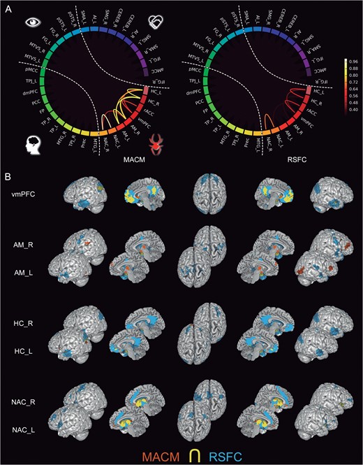 Connectivity of the limbic subnetwork. (A) The circle plots visualize the “congruency” in the connectivity patterns of each pair of seeds across diverse experimental tasks (MACM; “left circle”) and fluctuations across time (RSFC; “right circle”). It shows the intranetwork characterization comparing to what extend seeds are identically connected within the social brain. (B) The task-dependent (“orange”) and task-free (“blue”) connectivity maps of each seed as well as their spatial overlap (“yellow”) are displayed separately on the left, left-midline, superior, right-midline, and right surface views of a T1-weighted MNI single-subject template rendered using Mango (multi-image analysis GUI; http://ric.uthscsa.edu/mango/). All results are cluster-level corrected for multiple comparisons. For the abbreviations see Table 1.