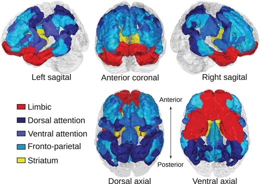 Regions of interest for corticostriatal tractography. Cortical regions of interest relating to cognitive control function are colored in blue hues and include dorsal attention, ventral attention, and fronto-parietal systems. The cortical limbic system is colored in red. The striatum is colored yellow. Cortical regions were defined according to Yeo et al. (2011).