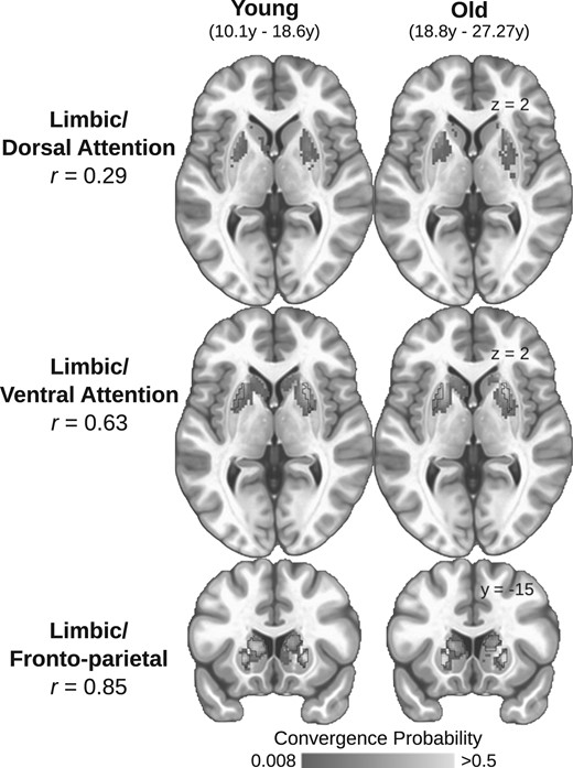 Spatially consistent convergent zones in adolescents and adults. The sample was split at the median age (18.6  years) and the striatal convergence probabilities for each pair of cortical ROIs were calculated for each group. The convergence probability maps between young (left column) and old (right column) participants and spatial correlations are presented for all convergence pairs (Top: limbic/dorsal attention r = 0.29; Middle: limbic/ventral attention r = 0.63; Bottom: limbic/fronto-parietal r = 0.85). Black outlines indicate the identified locations of the convergent zones used to conduct all subsequent analyses (as estimated from the entire sample). We did not observe a significant convergent zone for the limbic and dorsal attention systems.