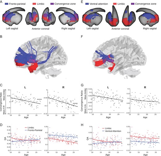 Affective/cognitive convergence assessed using quantitative anisotropy. (A) Limbic (red) and fronto-parietal (blue) corticostriatal fiber tracking striatal endpoints overlaid on the surface of the striatum. The convergent zone is colored in purple. (B) Fiber tracts connecting the limbic (red) and fronto-parietal (blue) cortical regions of interest to the striatal convergent zone from (A). (C) The convergence ratio significantly decreased with age throughout adolescence in both hemispheres (Table 1). (D) The individual maturational trajectories of limbic and fronto-parietal projections to the convergent zone. (E) Limbic (red) and ventral attention (blue) corticostriatal fiber tracking striatal endpoints overlaid on the surface of the striatum. The convergent zone is colored in purple. (F) Fiber tracts connecting the limbic (red) and ventral attention (blue) cortical regions of interest to the striatal convergent zone from (E). (G) The convergence bias significantly decreased with age throughout adolescence in the right hemisphere only. (H) The individual maturational trajectories of limbic and ventral attention projections to the convergent zone. + P < 0.05 uncorrected; *P < 0.05, **P < 0.01, ****P < 0.0001 Bonferroni corrected.