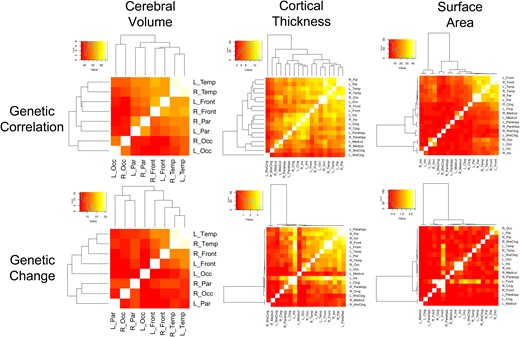 Statistical significance of genetically mediated maturational coupling for cerebral volumes, cortical thickness, and surface area. The heatmaps display −log10P-values for all pairwise combinations of ROIs; the top row shows statistical significance of absolute genetic effects on pairwise genetic covariance, while the bottom row shows statistically significant changes in genetic covariance over childhood and adolescence. On the margins, dendograms from hierarchical cluster analyses are provided.