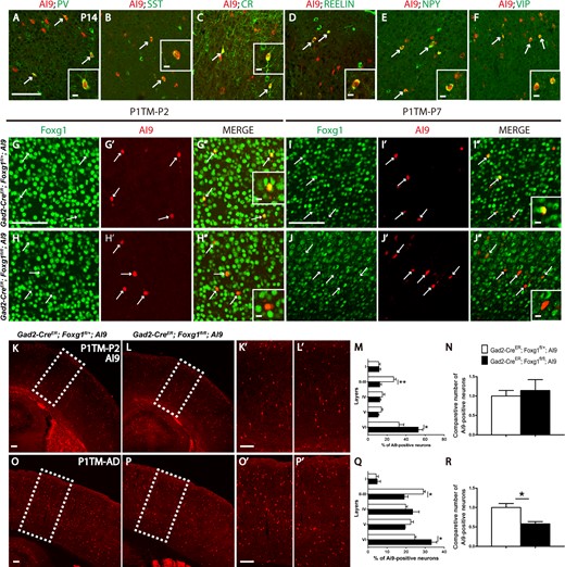 Postnatal disruption of Foxg1 decreased the total number of cortical interneurons. (A–F) Cre-medicated recombination occurred in most of the cortical interneuron subtypes in Gad2-CreER;Ai9 mice. tdTomato was detected in PV-, SST-, CR-, Reelin-, NPY-, VIP-positive interneurons (arrows) when tamoxifen was administered at P1 and the mice were examined at P14. (G–H”) At P2, compared with the controls (G–G”), the protein level of Foxg1 was either decreased or undetectable after TM was given at P1 (H–H”). (I–J”) At P7, Foxg1 expression was efficiently deleted in the tdTomato-positive interneurons in the mutants. Inserts in G”, H”, I”, J” indicate the high magnification views of double-labeled interneurons. (K–R) The distribution of tdTomato+ interneurons was disrupted in mutant while no obvious alterations in the total number of interneurons were detected at P2 (Control, n = 4; Mu, n = 3; P = 0.0643; layer II–III, P = 0.0059; layer VI, P = 0.0361 when tamoxifen was administered at P1; however, the ablation of Foxg1 caused a decrease in the interneuron number in the adult and a similar abnormal distribution of tdTomato+ interneurons (M–P, Control, n = 3; Mu, n = 3; P = 0.0237; layer II–III, P = 0.0108; layer VI, P = 0.0366). Scale bar: 100 μm. Scale bar in inserts: 10 μm. Student’s t-test,*P < 0.05.