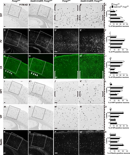 The SST-, CR-, NPY-positive subtype interneurons exhibited abnormal distributions in the adult cortex after Foxg1 ablation. (A–C) SST-positive interneurons were preferentially located in the deeper layers in the controls (A, A’, C), but more SST-positive interneurons were located in upper layer II–III, with a decreased number in layer V (B, B’ C; Control, n = 5; MU, n = 4; layer II–III, P = 0.0341; layer V, P = 0.0316). (D–F) The distribution of PV-positive interneurons in the mutants (E, E’, F) was not altered compared with the controls (D, D’, F; Control, n = 5; MU, n = 4). (G-I) More CR-positive interneurons accumulated in the deeper layers in the mutants (H, H’, I) than in the controls (G, G’, I; Control, n = 5; MU, n = 4; layer VI, P = 0.0006). (J–L): More NPY-positive interneurons were distributed in layer V in the mutants (K, K’, L; Control, n = 3; MU, n = 3; layer V, P = 0.0265). (M–R) No alterations were detected in the distributions of VIP-positive interneurons (M–O; Control, n = 4; MU, n = 4) and Reelin-positive interneurons (P–R; Control, n = 4; MU, n = 4). A’, B’, D’, E’, G’, H’, J’, K’, M’, N’, P’ and Q’ show higher magnification images of the boxed areas in A, B, D, E, G, H, J, K, M, N, P and Q, respectively. Scale bar: 100 μm. Student’s t-test, *P < 0.05, **P < 0.01.
