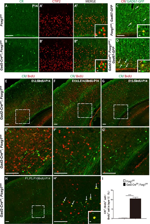 The ectopic CR-positive cells located in deeper layers are postnatally born interneurons. (A–B”) The ectopic CR-positive cells located in the deeper layers of the mutants did not express the excitatory neuron marker CTIP2. Insert in A” and B” indicates the high magnification views. (C–D) These cells express GFP (arrows) in the Gad2-CreER; Foxg1fl/fl; Gad67-GFP mice, which labels interneurons. Insert in C and D indicate the high magnification views. (E–G) The deeper layer ectopic CR-positive interneurons were not generated at E12.5 (E), E13.5–E14.5 (G), or E15.5 (F). (H–H’) Three BrdU injections at P1, P5 and P10 labeled most of the ectopic CR-positive deeper layer interneurons (arrows in H’), indicating that these interneurons were born postnatally. E’, F’, G’, H’ show higher magnification images of the boxed area in E, F, G, H. (I) The ratio of CR, BrdU double-positive cells among BrdU cells in Layer VI (I) was increased in mutant mice. (Control, n = 2; MU, n = 3, P < 0.0001). Scale bar: 100 μm. Insert in H’ indicate the high magnification views of double-labeled cells. Scale bar in inserts: 10 μm. Student’s t-test, ***P < 0.001.