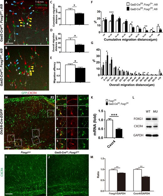 The ablation of Foxg1 resulted in a decreased migration capacity. (A–B) Merge of 3 images of cultured P2 cortical slices showing the time-lapsed movement of interneurons within 480 min. White indicates the location of cells when the observation starts (t = 0 min), green indicates after 240 mins, the location where migrating cells migrated to, and red indicates the final location of migrating cells after 480 mins. Three aligned arrowheads indicate the migrating direction of each interneuron. Blue arrowheads represent the long-distance migrating cells and the yellow arrowheads represent the short-distance migrating cells. (A) The control interneurons migrated a longer distance. (B) The mutant interneurons. (C–E) Histograms of the cumulative (C; Control n = 1282 neurons from 9 slices, Mu, n = 1087 neurons from 8 slices; P = 0.0317) and overall (D, P = 0.0270) migration distances and the migration efficiency (E, P = 0.0317). (F–G) Distribution of the percentages of cumulative (F, 20–30 μm, P = 0.0006; 50–60 μm, P = 0.0161; 70–80 μm, P = 0.0068; 80–90 μm, P = 0.0135) and overall (G, 5–10 μm, P = 0.043; 20–25 μm, P = 0.0485; 40–45 μm, P = 0.0381; 50–55 μm, P = 0.0013; 55–60 μm, P = 0.013) migration of P2 interneurons. (H) Immunostaining on P2 cortex revealed that CXCR4 was expressed in interneurons on the tangential migrating stream (H-1) and the radial migrating interneurons (H2–H5). (I–J) Immunostaining revealed decreased CXCR4 expression level in the mutant (J) compared with that of the control (I). Q-PCR (K; Control, n = 5; MU, n = 4; P = 0.0004) and western blot analyses of Foxg1 and CXCR4 (L). (M) The comparative analysis of Foxg1 and CXCR4 at protein level (n = 4, P = 0.006). Scale bar: 100 μm in A, B, H, I; 50 μm in L-M”. Student’s t-test, *P < 0.05, **P < 0.01, ***P < 0.001.