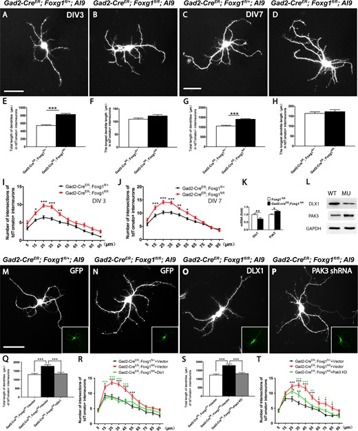 Foxg1 restricted the growth of cortical interneuron dendrites. (A–B) Representative micrographs of tdTomato+ interneurons from the controls (A) and mutants (B) at 3 DIV showing enhanced dendritic complexity of the mutant interneurons. (C–D) Representative micrographs of tdTomato+ interneurons from the controls (C) and mutants (D) at 7 DIV show that the dendritic complexity further increased in the mutants. (E) The total dendrite length in the mutant interneurons was increased at 3 DIV compared with that in the controls (Control, n = 30; Mu n = 31; P = 4.83756E-12). (F) No changes in the length of the longest neurite were detected between the mutants and controls at 3 DIV (Control, n = 30; Mu n = 31; P = 0.087). (G) The total length of mutant interneuron dendrites was remarkably increased at 7 DIV compared with 3 DIV (Control, n = 30; Mu n = 30; P = 2.11852E-09). (H) No changes in the length of the longest neurite were detected between mutants and controls at 7 DIV (Control, n = 30; Mu n = 30; P = 0.4779). (I) Sholl analysis of the numbers of dendritic branches in tdTomato+ interneurons from the mutants and the controls at 3 DIV. (n = 30, two-way ANOVA (F9, 522 = 2.211, P < 0.0001) with Bonferroni’s post hoc test, P < 0.05 at 15, 25, 35 and 45 μm away from the cell body). (J) The same result was obtained when the Sholl analysis of the dendritic branches was performed at 7 DIV (n = 30, compared by two-way ANOVA (F9, 622 = 5.174, P < 0.0001) with Bonferroni’s post hoc test, P < 0.05 at 15, 25, 35, 45, and 55 μm away from the cell body). (K–L) Levels of the Dlx1 and Pak3 mRNAs (K) and proteins (L). (M–P) Representative micrographs of tdTomato+ interneurons from the controls (M) and mutants (N) transfected with empty vector, mutants transfected with lentivirus carrying Dlx1 cDNA (N) and Pak3 shRNA (O) at 7 DIV showing that enhanced dendritic complexity of the mutant interneurons can be rescued. (Q–T) Both Dlx1 overexpression (Q) and the Pak3 knock down (S) decrease the total length of mutant dendrities (For Dlx1, n = 30, analyzed by one-way ANOVA (F2,89 = 11.29, P < 0.0001) with Bonferroni’s post hoc test, P < 0.001 between mutant and control, mutant and mutant-dlx1 overexpression; For Pak3 shRNA n = 30, analyzed by one-way ANOVA (F2,89 = 18.15, P < 0.0001) with Bonferroni’s post hoc test, P < 0.001 between mutant and control, mutant and mutant-Pak3 shRNA). (R, T) Sholl analysis revealed that overexpression of Dlx1 (n = 30, analyzed by two-way ANOVA (F18,870 = 3.281, P < 0.0001) with Bonferroni’s post hoc test, for control and mutant, P < 0.05 at 15, 25, 35, 45 and 55 μm away from the cell body (black asterisk), for mutant-Dlx1 and mutant, P < 0.05 at 15, 25, 35, and 45 μm away from the cell body (green asterisk)) has stronger effects than Pak3 shRNA (n = 30, analyzed by two-way ANOVA (F18,870 = 3.281, P < 0.0001) with Bonferroni’s post hoc test, for control and mutant, P < 0.05 at 25–85 μm away from the cell body (black asterisk), for mutant-Pak3 shRNA and mutant, P < 0.05 at 35–85 μm away from the cell body (green asterisk), for mutant-Pak3 shRNA and control, P < 0.05 at 25 and 35 μm away from the cell body (black asterisk)). Scale bar: 50 μm. Student’s t-test, *P < 0.05, **P < 0.01, ***P < 0.001.