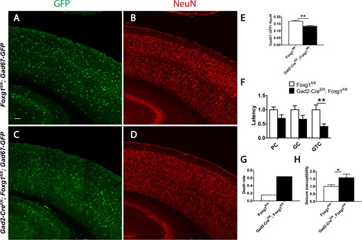 A neural circuit imbalance and increased epileptic susceptibility in the Foxg1-deficient mice. (A–D) GFP-labeled interneurons (A, C) and immunostaining of anti-NeuN viewed total neurons (B, D). (E): The ratio of interneurons to total neurons was decreased in adults (Control, n = 13; Mu, n = 11; P = 0.0098). (F–H) The latencies of stage 2–4 seizures (F; Control, n = 13; Mu, n = 11; latency of GTC, P = 0.0086) after PTZ induction, the death rate (G) and the seizure score was analyzed and calculated from the latencies (H; Control, n = 13; Mu, n = 11; P = 0.0256). Scale bar: 100 μm. Student’s t-test, *P < 0.05, **P < 0.01.