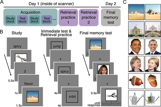 Procedures and example stimuli. (A) Overview of experimental phases. The acquisition phase (alternating study and immediate test blocks) and retrieval practice phases were conducted during fMRI scanning and performed on the same day. The final memory test was performed outside the scanner on the following day. (B) In the study blocks of the acquisition phase, subjects learned word-picture associations. In the immediate test blocks of the acquisition phase, and in the retrieval practice phase, subjects retrieved pictures associated with word cues and rated the vividness of their memories. In the final memory test phase, subjects made recognition memory judgments for pictures (without words). Pictures included previously studied images (targets), highly similar lures, and novel images. (C) Example stimuli. The picture stimulus set consisted of pairs of highly similar, but not identical, pictures depicting the same person, place, or object. For each picture that was studied (during the acquisition phases), subjects were either tested with the same image (target) or the similar lure in the final memory test.