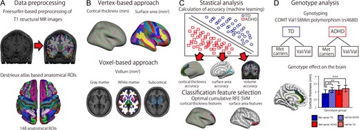 A flowchart for investigating the effects of COMT on cortical thickness and surface area in children with ADHD. (A) Preprocessing of T1-weighted anatomical images using Freesurfer and the Desikan–Killiany parcellation atlas. (B) The vertex-based and voxel-based approaches. (C) Statistical analysis used to assess classification accuracy and the classification features based on support vector machine-recursive feature elimination. (D) Genotype-wise analysis of effects on the brain.
