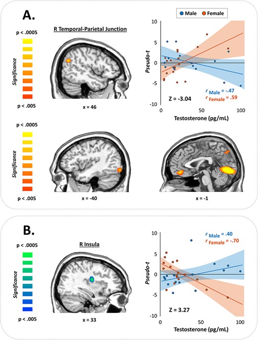 Testosterone-by-sex interactions in the gamma band. (A) Fisher’s r to Z maps showed significant sex differences in gamma oscillatory activity across several key nodes for visuospatial processing and attention. Warm colors indicate regions where females exhibited stronger positive associations between testosterone and gamma activity than males, evident in the right TPJ (top) and other brain regions shown in (A). Conversely, cool colors indicate where males showed more positive correlations than females, which occurred in the right insula (B). Color scale bars indicate the significance of the interaction effects. Scatterplots show correlations between testosterone levels and gamma activity in the peak voxels extracted from the corresponding map to the left of each. Bands represent 95% confidence intervals.