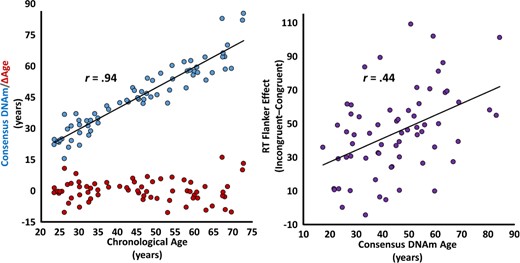 Methylation-based biological age predicts chronological age and the behavioral flanker effect. The scatterplot on the left represents the relationship between chronological age (x-axis, in years) and methylation-based biological age (y-axis, blue, in years). The line of best fit and effect size for this relationship are overlaid. On the same plot, each participant’s biological age acceleration/deceleration (y-axis, red, in years) is indicated below in red. The scatterplot on the right represents the relationship between methylation-based biological age (x-axis, in years) and the effect of congruency (i.e., the flanker effect) on reaction time (y-axis, in milliseconds), with the line of best fit and correlation coefficient for this relationship overlaid.