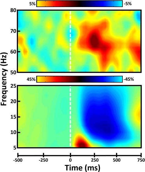 Spectral and temporal definitions of neural responses to the selective attention task. Sensor-level spectrograms showing the time-frequency representations of neural responses identified through the cluster-based permutation analysis across the entire array of gradiometers. Time (in ms) is shown on the x-axis, frequency (in Hz) is denoted on the y-axis, and the dashed white line at 0 ms indicates the onset of the flanker stimuli. The color scale bar for percent change from baseline is displayed above each plot. Each spectrogram represents group-averaged data from 1 gradiometer sensor that was representative of the neural response. The beta motor response is not shown.