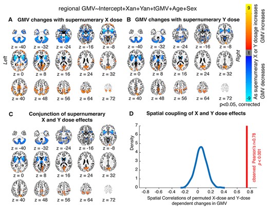 Local GMV changes as a function of X- and Y-chromosome dosage. (A, B) Thresholded t-maps, where colored regions represent cortical and subcortical regions showing statistically-significant GMV changes with (A) increasing supernumerary X-chromosome dosage, or (B) increasing supernumerary Y-chromosome dosage (P < 0.05 for all regions after correction for multiple comparisons; blue represents regions where GMV decreases as chromosome dosage increases, and orange represents regions where GMV increases as chromosome dosage increases). (C) Conjunction t-map showing the high degree of overlap between areas where X-chromosome dosage affects GMV and areas where Y-chromosome dosage affects GMV (blue represents regions where GMV decreases with both mounting X- and mounting Y-chromosome dosage, and orange represents regions where GMV increases with both mounting X- and mounting Y-chromosome dosage). (D) Density plot showing that the observed cross-voxel correlation between X- and Y- chromosome effects on regional GMV is greater than 1000 correlations drawn from random permutations of SCA labels across participants.