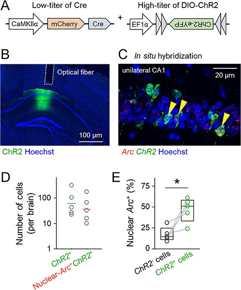 The dual AAV infection system allows a small subset of hippocampal CA1 cells to express ChR2. (A) Schematic of the virus cocktail used in this study. AAV-mCherry-Cre was injected at a low titer to express Cre sparsely in CaMKIIα-positive cells in the hippocampal CA1 pyramidal cell layer, whereas AAV-DIO-ChR2-eYFP was injected at a high titer to express ChR2 in a large number of cells, allowing reliable firing. (B) Representative confocal image of ChR2-eYFP expression in the CA1 region in a coronal brain section. (C) Representative image of the CA1 region labeled using double FISH of ChR2 and Arc immediately after optical stimulation in the hippocampus. Arrowheads indicate ChR2/nuclear-Arc double-positive cells. (D) Percentages of ChR2-positive cells (left) or ChR2/nuclear-Arc double-positive cells (right) to the total cells in the CA1 region. Horizontal lines indicate the geometric means of 5 mice. (E) Percentages of nuclear-Arc-positive cells in ChR2-negative cells or ChR2-positive cells. Nuclear-Arc mRNA was preferentially coexpressed with ChR2; t4 = 3.36, P = 2.84 × 10−2, paired t-test, n = 5 mice.