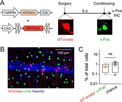 AAV infection does not affect neuronal allocation. (A) Left, virus cocktail used in this experiment. A low titer of AAV-Cre was injected for sparse expression of Cre, and a high titer of AAV-FLEX-tdTomato was injected to clearly visualize Cre-positive cells. Right, experimental schedule for this experiment. Five days after the virus injection, the mice were subjected to contextual fear conditioning and subsequently sacrificed for c-Fos immunostaining. (B) Representative image of tdTomato and c-Fos expression in the CA1. (C) The percentages of tdTomato/c-Fos double-positive cells and chance computed as the product of the probabilities of tdTomato-positive and c-Fos-positive cells; t3 = −2.43, P = 2.84 × 10−2, paired t-test, n = 4 mice.