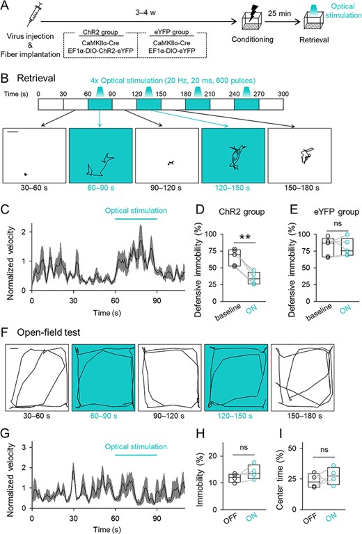 Optogenetic activation of a small subset of CA1 cells disrupts memory retrieval but does not affect locomotor activity or anxiety. (A) Experimental paradigm. Mice that had been administered a mixture of AAVs and implanted with an optical fiber into the unilateral CA1 were subjected to contextual fear conditioning and reexposure to the conditioned context for memory retrieval. In the retrieval session, optical stimulation was intermittently delivered. (B) Top, time courses of optical stimulation in the retrieval session. Bottom, representative traces of the location of a mouse during each 30-s period in the retrieval session. Scale bar = 3 cm. (C) The 2-s moving average of the instantaneous velocity of the ChR2 group during the retrieval session. The velocities were normalized by the mean of the entire session. The black line and the gray areas indicate means ± SEMs. (D) The mean percentages of time spent in behavioral defensive immobility were compared between periods before the light delivery (baseline) and during the light-ON epoch in the ChR2 group; t4 = 4.76, P = 8.93 × 10−3, paired t-test, n = 5 mice. (E) The mean percentage of defensive immobility time in the eYFP group; t4 = 0.193, P = 0.856, paired t-test, n = 5 mice. (F) Representative traces of the location of a mouse during each 30-s period in the open-field test. Scale = 10 cm. (G) The 2-s moving average of normalized instantaneous velocity during the open-field test. The black line and the gray areas indicate means ± SEMs. (H) The time in immobility with or without optical stimulation in the open-field test; t3 = 1.53, P = 0.224, paired t-test, n = 4 mice. (I) The mean percentages of the time spent in the center zone; t3 = −2.75 × 10−2, P = 0.980, paired t-test, n = 4 mice.