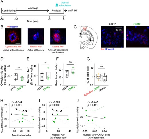Optogenetic activation of a small subset of CA1 cells does not affect the activation pattern in the CA1. (A) Experimental paradigm for the Arc catFISH experiment. After contextual fear conditioning, the mice stayed in their home cage for 25 min. Immediately, after the retrieval session, the mice were sacrificed and processed for in situ hybridization for Arc. (B) The time courses of Arc RNA expression. Transcribed Arc first appears in neuronal nuclei and processed Arc then accumulates in the cytoplasm. Therefore, the cytoplasmic-Arc-positive cells and the nuclear-Arc-positive cells were estimated to be active cells during conditioning and retrieval sessions, respectively. (C) Left, illustration of the region analyzed in the catFISH experiment. Right, representative images of Arc in the CA1. (D, E) The percentages of cytoplasmic-Arc-positive cells (left) and nuclear Arc-positive cells (right). Cytoplasmic: t8 = 1.52, P = 0.168; nuclear: t8 = −0.316, P = 0.760; Student’s t-test, n = 5 mice each. (F) The ratio of reactivated cytoplasmic-Arc-positive cells (i.e., reactivation index); t8 = 0.864, P = 0.413, Student’s t-test, n = 5 mice each. (G) The percentages of cytoplasmic-Arc/ChR2 double-positive cells and their chance levels that were computed as the product of the probabilities of cytoplasmic-Arc-positive and ChR2-positive cells; t4 = 1.75, P = 0.155, paired t-test, n = 5 mice. (H–J) Correlation plots of optical stimulation-induced changes in the defensive immobility time (light ON—before) during the retrieval session against the reactivation index (H), the percentages of nuclear-Arc-positive cells (I), and the percentages of nuclear-Arc/ChR2 double-positive cells. Dotted lines indicate 95% confidence intervals.