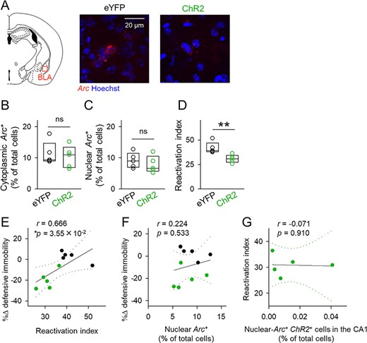 Optogenetic activation of a small subset of CA1 cells disrupts reactivation of BLA neurons. (A) Left, illustration of the region analyzed in the catFISH experiment. Right, representative images of Arc in the BLA. (B, C) The percentages of cytoplasmic-Arc-positive cells (left) and nuclear-Arc-positive cells (right). Cytoplasmic: t8 = 0.450, P = 0.665; nuclear: t8 = 0.826, P = 0.433; Student’s t-test, n = 5 mice each. (D) The ratio of reactivated cytoplasmic-Arc-positive cells (i.e., reactivation index); t8 = 3.50, P = 8.14 × 10−3, Student’s t-test, n = 5 mice each. (E, F) Correlation plots of optical stimulation-induced changes in the defensive immobility time (light ON—before) during the retrieval session against the reactivation index (E) and the percentages of nuclear-Arc-positive cells (F). (G) Correlation plot of the reactivation index against the percentages of nuclear-Arc/ChR2 double-positive cells. Dotted lines indicate 95% confidence intervals.
