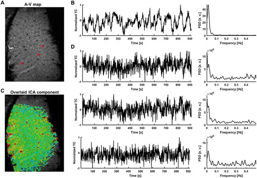 Extraction of signals from single venules exhibiting strong slow fluctuations—rat. (A) The A-V map enables localization of single venules (dark dots) in the rat somatosensory cortex (red—3 vessel masks; plotted in D. (B) Time course of the slowly changing ICA component shaping vascular dynamics and its PSD. (C) The corresponding ICA spatial map highlights the presence of slow fluctuations predominantly in veins. (D) Examples of extracted vascular time courses selected for further processing (marked as red dots on the A-V map in A along with their PSDs. The ICA component is present in the signals, but the noise level is much higher and individual differences are clearly visible.