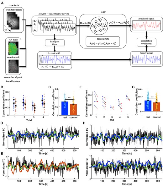GRU prediction of the spontaneous slow fluctuation of rat vascular dynamics. (A) Prediction system operation pipeline. Raw vascular data are extracted from fMRI data using venule and ICA masks and are fed into the GRU. They are also bandpass filtered and shifted by 10 s to become target outputs of the network. The reservoir encodes the temporal dynamics of input signals into state vectors. The decoder interprets these states and generates a prediction of the slow fluctuation’s value 10 s ahead. After generating the full predicted time series, it is compared with the target output using Pearson’s correlation coefficient. (B) Prediction scores of all the signals extracted from a single rat (blue dots) ordered by trials. Real data are matched with controls (red dots) for every vessel. Black dots show mean scores across trials and bars are SD values. (C) Significantly higher mean of training rat real data prediction scores (CC = 0.31 ± 0.01 SEM) compared to controls (CC = 0.25 ± 0.01 SEM; paired-sample t-test, P = 3.7*10–10). (D) The signal from a single vessel with the best prediction score (CC = 0.51, tlag = −1 s; black—raw data, green—target signal, blue—network prediction). (E) Surrogate signal created to match the real vascular signal shown in D (CC = 0.41, tlag = −4 s; black—raw data, green—target, red—network prediction). (F) Mean prediction scores for trials extracted from five rats (blue) and their corresponding controls (red). (G) Significantly higher mean of different rats’ real data prediction scores (CC = 0.29 ± 0.01 SEM) than controls (CC = 0.24 ± 0.01 SEM; paired-sample t-test, P = 6.4*10–24). (H) Predictions of single-vessel signals from two different rats (v1, CC = 0.51, tlag = 0 s; v2, CC = 0.52, tlag = 0 s).
