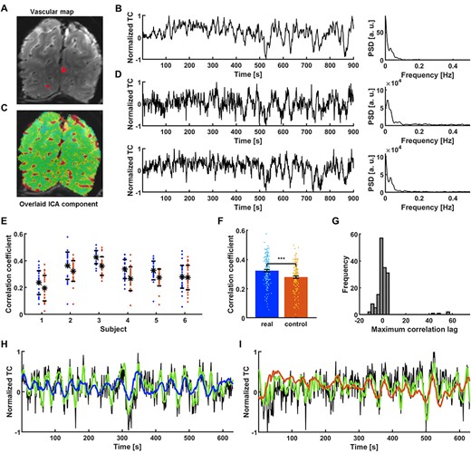 Extraction and prediction of the spontaneous slow fluctuation of human vascular dynamics. (A) The temporal mean of a human single-vessel EPI slice enables the localization of single veins (black dots) in the occipital cortex (red—3 vessel masks; plotted in D. (B) Time course of the slowly changing ICA component shaping vascular dynamics and its PSD. (C) An ICA spatial map highlights the presence of slow fluctuations predominantly in sulcus veins. (D) Two single vessel time courses selected for further processing (marked as red dots in A along with their PSDs. The ICA component is present in the signals, along with individual variations. (E) Prediction scores of all the signals extracted from 6 human subjects (blue dots). Real data are matched with controls for every subject (red dots). (F) Significantly higher mean prediction score of real data (CC = 0.32 ± 0.01 SEM) as compared to controls (CC = 0.28 ± 0.01 SEM; paired-sample t-test, P = 1.6*10–13). (G) Histogram of lags at which the correlation between target outputs and network predictions was the highest. Distribution centered around 0 s (median = 0 s) indicates that the prediction was not simply the filtered input. (H) Prediction plot of the signal that obtained the highest score among all training human vessels (CC = 0.58, tlag = −1 s; black—raw data, green—target, blue—network prediction). (I) Prediction plot of the surrogate control signal created based on the real vascular signal shown in H (CC = 0.50, tlag = 61 s; black—raw data, green—target prediction, red—network output).