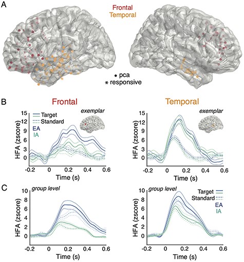 Responsive electrodes and HFA for all experimental conditions. A) Responsive electrodes recorded across all subjects are denoted by asterisks (i.e., responsive) shown on a template brain, color coded by cortical area (red = frontal, orange = temporal). Electrodes plotted in filled circles (i.e., pca) are those highly loaded onto the first principal component within each region. The saturation of electrode colors reflects the location of electrodes along the gyrus (brighter) and sulcus (less bright) surfaces. B) For both frontal cortex (left panels) and temporal cortex (right panels), the mean HFA z-score traces for target (solid line) and standard (dotted line) tones during EA (blue line) and IA (green line) are shown at the single subject level with exemplar electrodes. C) Similar to the above, mean HFA z-score traces are shown at the group level averaged across electrodes.