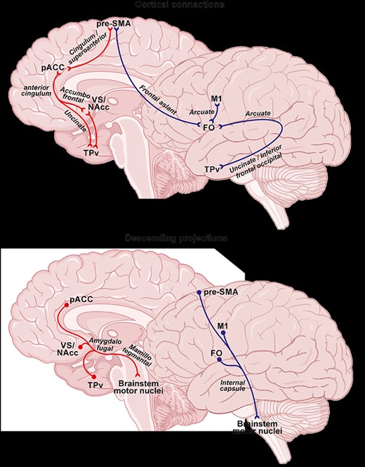 Cortico-cortical connections, upper part, and descending projections, lower part, of the laughter networks. The red and blue arrows indicate the emotional and nonemotional network, respectively. The thick arrow indicates that this white matter was found only in the left hemisphere. Note that for each region only the connections here described were indicated.