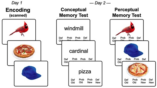 Task paradigm. (A) Across 2 encoding runs on Day 1, participants viewed 360 object images while covertly naming. (B) Incidental memory tests on Day 2 consisted of previously viewed and novel concepts (conceptual memory test), or previously viewed concepts with previously viewed and novel image exemplars (perceptual memory test).