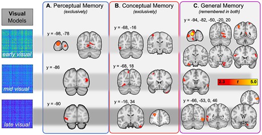 Visual information predicting subsequent perceptual memory, conceptual memory, and general memory. The first row represents regions where memory was predicted by early visual (layer 2 from VGG16) information, the second row corresponds to middle visual (layer 12), and the last row to late visual (layer 22) information.