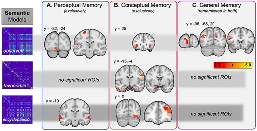 Semantic information predicting subsequent perceptual memory, conceptual memory, and general memory. The first row represents regions where memory was predicted by observed semantic information (e.g., “is yellow,” or “is round”), the second row corresponds to taxonomic information (e.g., “is an animal”), and the last row to more abstract, encyclopedic (e.g., “lives in caves”, or “is found in markets”) information.