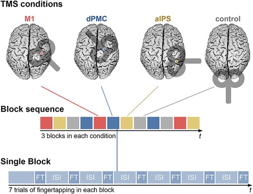 TMS Session: Each subject performed a finger-tapping task under all four TMS conditions in a single TMS session. One session consisted of three blocks per TMS condition, occurring in a pseudo-randomized order. Each block contained seven trials of finger-tapping (FT) while rTMS was applied simultaneously, lasting 1.6 s. Finger-tapping trials were separated by inter-stimulus intervals (ISI) of 5.5 s. In total, finger-tapping was performed 84 times (21 times per condition).
