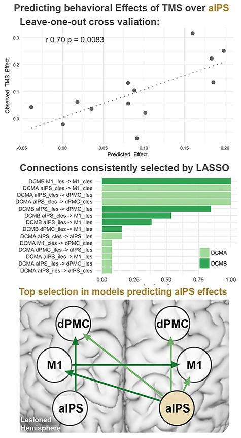 Predicting TMS effects by regression models based on effective connectivity:Top row: Cross-validation of regression models using endogenous (DCM-A) and task-induced (DCM-B) effective connectivity showed significant correlations between predicted and observed TMS effects. Performing a leave one out cross-validation, each subject’s TMS response was predicted using the remaining 12 subjects’ connections as a training set. *Bonferroni-corrected for multiple comparisons. Middle row: Connections selected by Lasso across models, sorted from most to least frequently selected connections. Bottom row: Schematic view of connections selected in more than 50% of the models predicting TMS effects during aIPS stimulation. cles: contralesional, iles: ipsilesional.