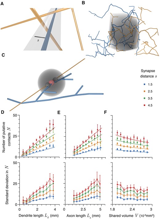Four factors predict potential synapse number. (A) Schematic illustration of a potential contact between axonal (orange) and dendritic (blue) segments. The gray region is the cylinder of radius $s$ (black line) within which potential contacts can form. (B) Shared volume of an example axon (orange) and dendrite (blue). The axo-dendritic overlap is shown in gray. (C) Schematic of region excluded from synapse formation (gray) caused by formation of a potential contact (red). The two black potential contacts are excluded. (D) Expected potential contact number $N$ as a function of ${L}_{\mathrm{d}}$, dendritic length within the axo-dendritic length. ${L}_{\mathrm{a}}$= 3 mm and $V$ = 2.4 $\times{10}^{-3}$ mm3. (E) Expected potential contact number $N$ as a function of axonal length within the axo-dendritic length. ${L}_{\mathrm{d}}$ = 2.4 mm and $V$ = 2.4 $\times{10}^{-3}$ mm3. (F) Expected potential contact number $N$ as a function of the volume of the axo-dendritic overlap. ${L}_{\mathrm{d}}$ = 2.4 mm and ${L}_{\mathrm{a}}$ = 3 mm. Different colors show different maximum synapse length $s$. Error bars show standard error.