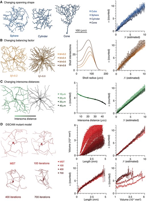 Other factors do not influence number of potential anatomical contacts. (A) Left: Example morphologies of neurites grown in different domains; from left to right, sphere, cylinder, and cone. Right: counted potential contact number as a function of estimated potential contact number for different neurite domains. (B) Left: Example morphologies generated with different balancing factors; left bf = 0.2 and right bf = 0.8. Scale bar as above. Center: Mean Sholl intersection profiles for neurons with different balancing factors. Right: Counted potential contact number as a function of estimated potential contact number for different balancing factors. (C) Left: Schematic of intersoma distance. The scale bar shows the shading of cells at different intersoma distances. Center: Mean expected numbers of contacts as a function of intersoma distance. Right: counted potential contact number as a function of estimated potential contact number for different intersoma distances. (D) Left: Example morphologies with different numbers of iterations of the DSCAM null algorithm: 0 (generalized MST), 100, 400, and 700. Center top: Volume spanned by a dendrite as a function of length for different numbers of iterations of the DSCAM null algorithm. Right top: counted potential contact number as a function of estimated potential contact number for different numbers of iterations of the DSCAM null algorithm. Center bottom: Expected number of potential contacts as a function of dendrite length. Right bottom: Expected number of potential contacts as a function of dendrite spanning volume. In all cases, error bars show standard error.