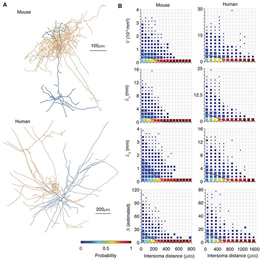 Applying the prediction of potential connectivity. (A) Example morphologies of axonal (orange) and dendritic (blue) trees from mouse (top) and human (bottom) cortex (Allen Brain Institute 2015). Diameters are increased by 1 μm to increase visibility. (B) The dependencies of shared volume $V$, axonal length ${L}_{\mathrm{a}}$, dendrite length ${L}_{\mathrm{d}}$, and expected potential synapse number $N$ on intersoma distance for mouse (left) and human (right) cells. 104 random pairs are taken in each case. Distributions are normalized for each interval of intersoma distance and square sizes scale linearly with the occurrence of each probability in the grid. Black lines show the mean of each quantity.