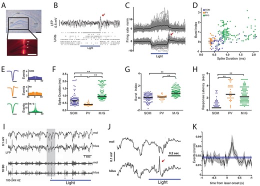 Optogenetic inhibition of putative hilar somatostatin cells disrupts local network activity patterns in the dentate gyrus under anesthesia. (A) Nissl-stained coronal brain section of dorsal hippocampus showing different regions, CA1, CA3, and DG. Scale bar, 500 μm. Inset, fluorescence micrography of the DG with optrode track stained with DiI. mol, molecular layer; gr., granular layer; hil., hilus. Scale bar, 500 μm. (B) Field potential and unit activity from the DG shown in (A). Horizontal bar depicts laser stimulation (5 s-pulse delivered every 15 s, 12 mW, fiber diameter 100 μm). Top, LFP (filtered 1 Hz–4 kHz); bottom, raster plots for eight simultaneously recorded cells. Note that during laser stimulation the four upper units increased their firing rate whereas the four lower units decreased their activity. Red arrow in (B) and (C) depicts rebound activity at the end of the laser pulse. (C) normalized discharge probability of responsive units during laser stimulation. Horizontal bar depicts laser stimulation (5–12 mW). Top, excited units (average increase = 12%, n = 203). Bottom, inhibited units (average decrease = 6.3%, n = 111). Black line, population average; gray lines, individual units. (D) Scatter plot showing the distribution of spike duration (trough-to-peak latency) and burst index for all laser-responsive units. (E) Average waveforms and autocorrelograms for neuronal populations shown in (D). (F) Comparison of the spike duration between unit clusters. Lines, population median; points, individual units. Kruskal–Wallis test, P = 4.95 × 10−37; Tukey–Kramer multiple comparison test, *P = 3.48 × 10−5; **P = 9.56 × 10−10. (G) Comparison of burst index between unit clusters. Kruskal–Wallis test, P = 2.82 × 10−32; Tukey–Kramer multiple comparison test, **P = 9.56 × 10−10. Lines, population median; points, individual units. (H) Comparison of response latency between unit clusters. Kruskal–Wallis test, P = 1.12 × 10−37; Tukey–Kramer multiple comparison test, **P = 9.56 × 10−10. Lines, population median; points, individual units. (I) top traces show examples of molecular and hilar LFP activity. Bottom traces show the same periods filtered for high-frequency activity (100–249 Hz). Asterisks depict dentate spikes. Shaded gray region is expanded in the next panel (J). (J) Arrow depicts an example dentate spike. (K) Crosscorrelogram between laser onset and dentate spikes. Black line, data average (n = 34 recording sites); gray area, data standard error; blue line, shuffling average (1000 iterations), blue area, shuffling standard error. Note significant increase in the relative density of dentate spikes during the first part of optical stimulation.