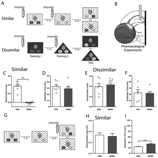 Encoding, but not retrieval, of overlapping contextual memories requires functional glutamatergic transmission the DG. (A) Schematic representation of the two versions of the object-in-context behavioral test used to assess context discrimination. Pharmacological experiments were performed by locally injecting either DNQX (1.89 μg/μL, 0.3 uL) or vehicle (veh., saline 0.3 μL) preceding every training session, when memory was encoded. (B) Anatomical representation of the hippocampus locations targeted during pharmacological experiments. Inset, histological verification was performed with cresyl violet staining. DI accumulated over the entire behavioral test (5 min) for animals during pharmacological probing for both versions of the behavioral test, similar (C) and dissimilar (E). Note a significant effect only in the similar condition. Total exploration time accumulated over the entire behavioral test (5 min) for animals during pharmacological probing was not affected during either the similar (D) or dissimilar (F) condition. Data are represented as population mean ± SEM and individual animals (circles). Total exploration time during the training phase. (G) Schematic representation of the object-in-context behavioral test used in the similar condition to test memory retrieval. (H) DI during the retrieval phase. (I) Total exploration time during the retrieval phase. Unpaired Student’s t-test; 2C, **P = 8.74 × 10−7; 2D, P = 0.56; 2E, P = 0.61; 2F, P = 0.43; 2H, P = 0.74; 2I, *P = 0.0008.